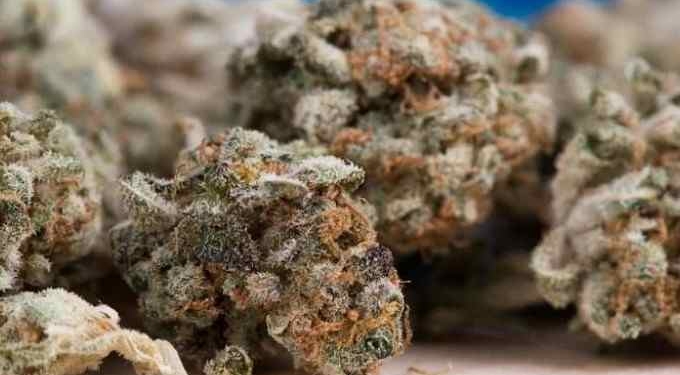 Cannabis Can Relieve Pain 30 Times Better Than Aspirin, New Study Finds