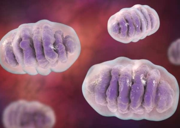 What Is The Mitochondria and Its Role In Life?