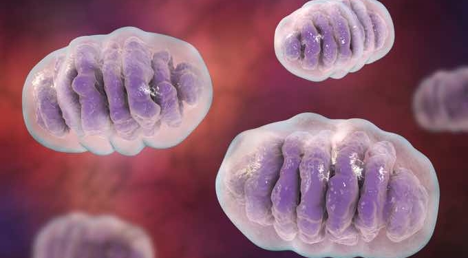 What Is The Mitochondria and Its Role In Life?