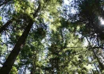 Planting a Trillion Trees is Fastest, Cheapest Way to Reverse Climate Change: Study