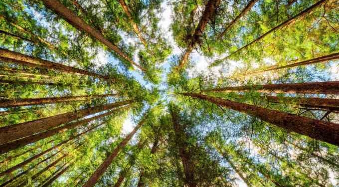 Ethiopia ‘Breaks’ World Record by Planting 350 Million Trees in One Day