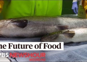 Genetically Engineered Salmon on Your Plate Without Your Knowledge