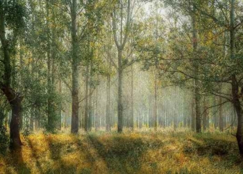 Study: Global Effort to Plant a Trillion Trees ‘Overwhelmingly’ Among Most Effective and Cheapest Solutions to Climate Emergency