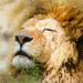 Mercury Retrograde in Leo – July 2019