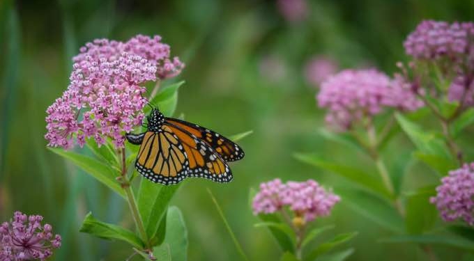 How To Attract More Butterflies To Your Garden