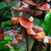 Reishi Mushrooms Fight Inflammation | Dr. Joseph Mercola