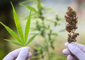 THC and CBD: Key Differences