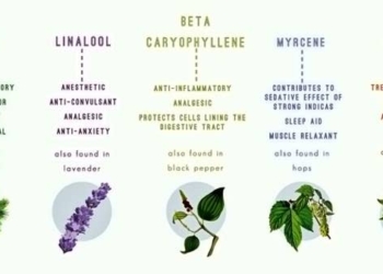 Cannabis Terpenes and Their Effects