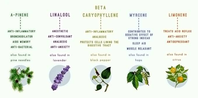 Cannabis Terpenes and Their Effects