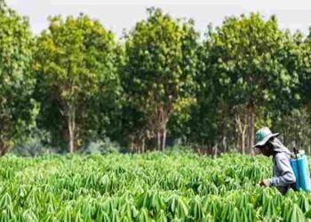Hawaii Becomes First State to Ban Toxic Pesticide Chlorpyrifos