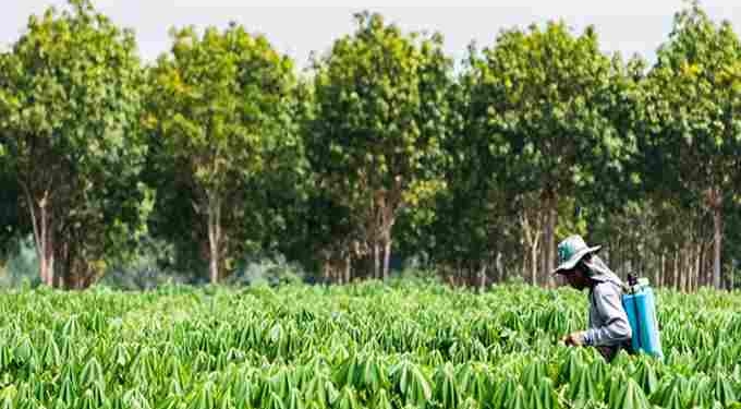 Hawaii Becomes First State to Ban Toxic Pesticide Chlorpyrifos