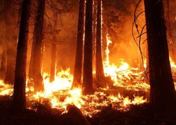 Amazon Wildfires: Who (Including Wildlife) and What Are Being Threatened