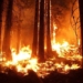 Amazon Wildfires: Who (Including Wildlife) and What Are Being Threatened