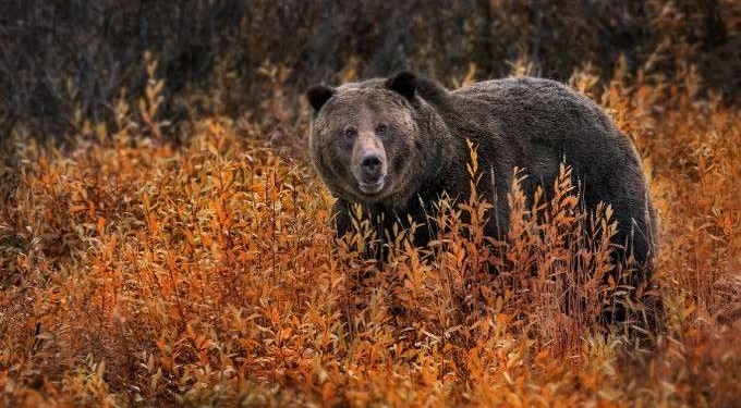 Indigenous Groups Applaud Protection of Grizzly Bear as Liz Cheney Claims Rule Harms ‘Western Way of Life’