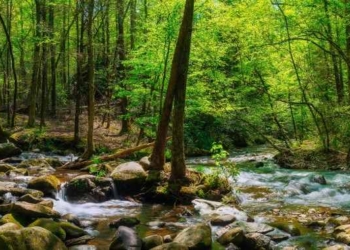 Speak the Name of Beauty (Understand the Connection Between Nature and Beauty)