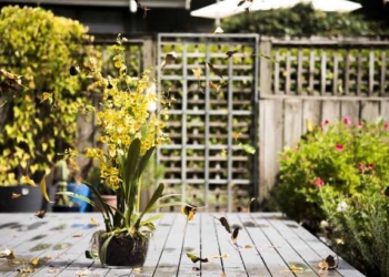 Tips for Creating a Beautiful Garden