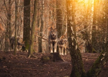 Washington State Kills Last of Wolf Pack Hours Before Court-Ordered Reprieve