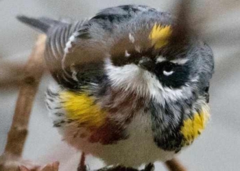 Birds Populations Are Rapidly Declining in North America