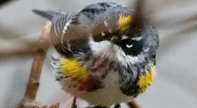 Birds Populations Are Rapidly Declining in North America