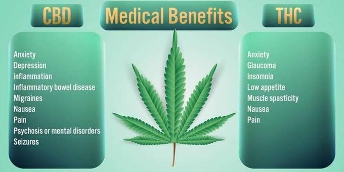 CBD vs. THC: Differences, Benefits, and Effects