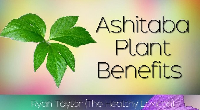 Ashitaba — A Most Powerful yet Unknown Herb from Japan