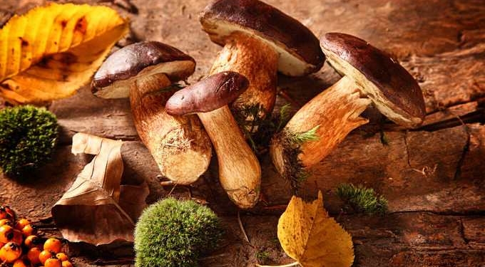 Can Mushrooms Reduce Prostate Cancer Risk?