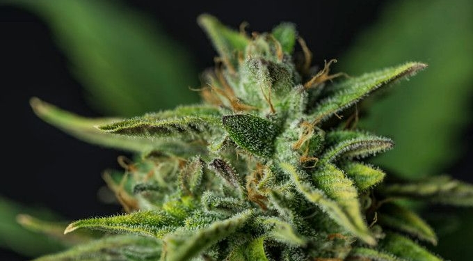 Harvard Study on Cannabis Flavonoids Could Change Cancer Treatment Forever