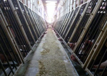 Swiss Voters to Decide on Whether to Allow Factory Farming to Continue in ‘Milestone’ Moment