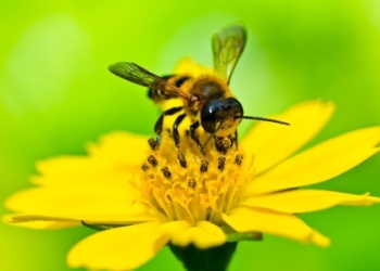 EPA Approves Organic Fungicide Intended to Help Save Bees