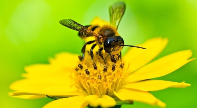 EPA Approves Organic Fungicide Intended to Help Save Bees