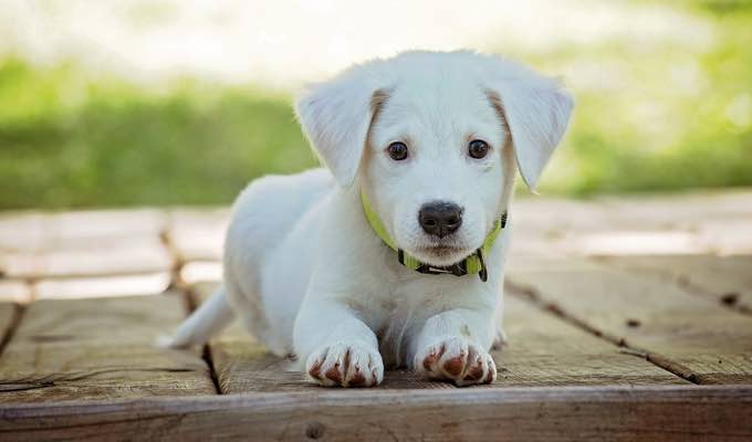 5 Tips to Using a Pet Hair Vacuum to Manage Your Pet Hair Allergies