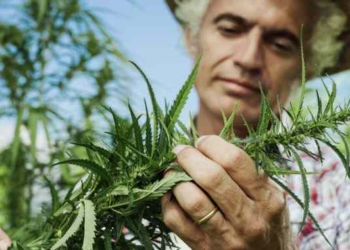 Study Suggests Hemp Batteries Are More Powerful Than Lithium and Graphene