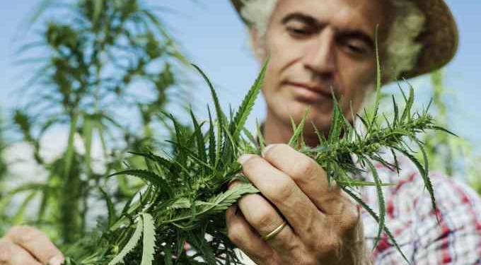 Study Suggests Hemp Batteries Are More Powerful Than Lithium and Graphene