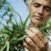 Study Suggests Hemp Batteries Are More Powerful Than Lithium and Graphene