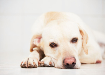 House Unanimously Passes Bill Making Animal Cruelty a Federal Felony