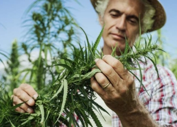 Study Suggests Hemp Batteries Are More Powerful Than Lithium and Graphene