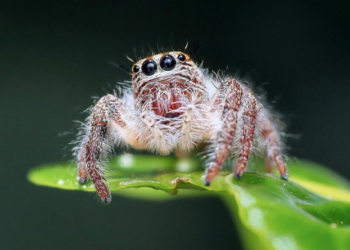 Scientists Demand ‘Paradigm Shift’ After Study Shows ‘Frightening’ Decline of Insects and Spiders