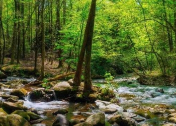 The Rights Of Nature