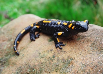 Humans Have Salamander-Like Ability to Regrow Cartilage in Joints