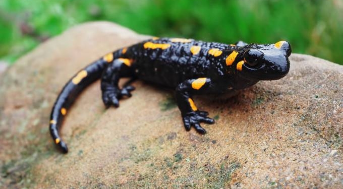 Humans Have Salamander-Like Ability to Regrow Cartilage in Joints
