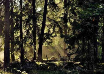 In European First, Proposed Constitutional Amendment in Sweden Would Enshrine Rights of Nature