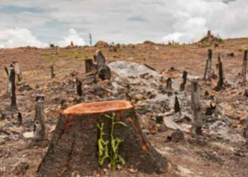New Satellite Data Says Amazon Deforestation At Worst Levels In Ten Years