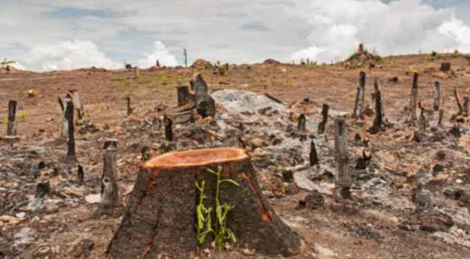 New Satellite Data Says Amazon Deforestation At Worst Levels In Ten Years