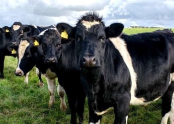 Eating Well Without Destroying the Climate