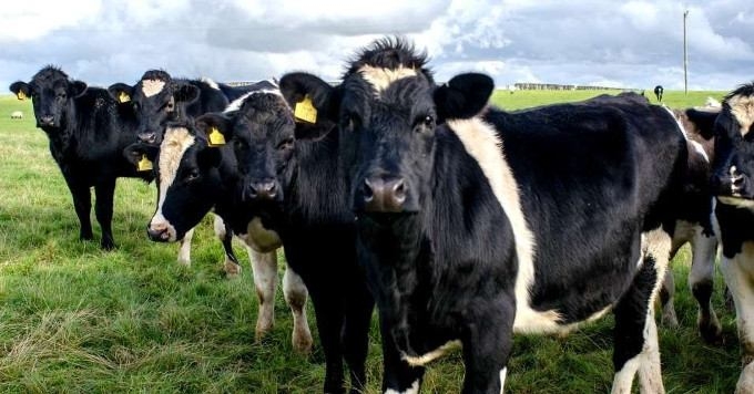 Eating Well Without Destroying the Climate