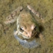 Putting ‘Health of All Species’ in Danger, EPA Proposal Guts Restrictions on Toxic Herbicide Linked to Birth Defects