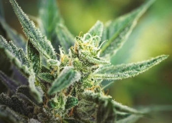 In a Historic Move, Vote to Federally Legalize Marijuana to Take Place in Congress – This Week