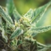 In a Historic Move, Vote to Federally Legalize Marijuana to Take Place in Congress – This Week