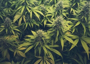 Cannabis in Modern Medicine