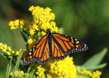 Great News! This Year’s Monarch Butterfly Migration Shows a Rebounding Population